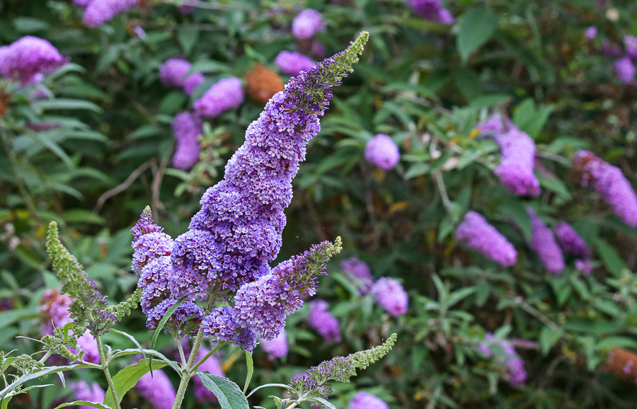 Summer blooms