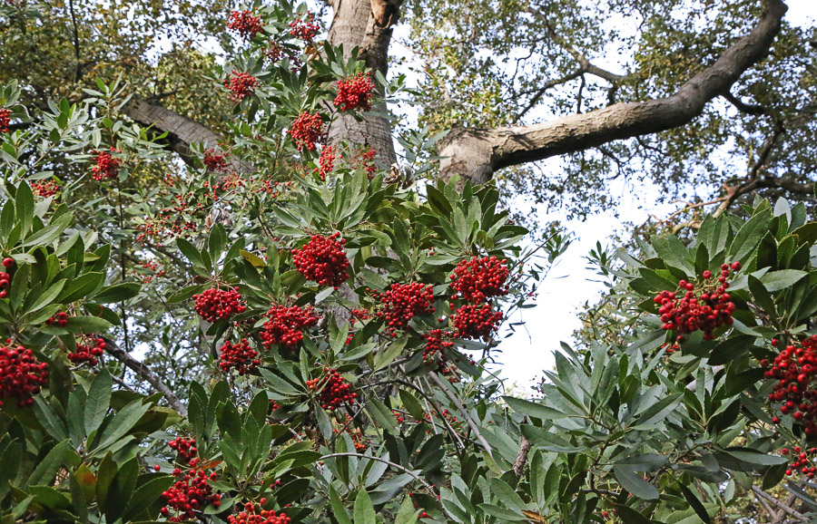 Toyon berries