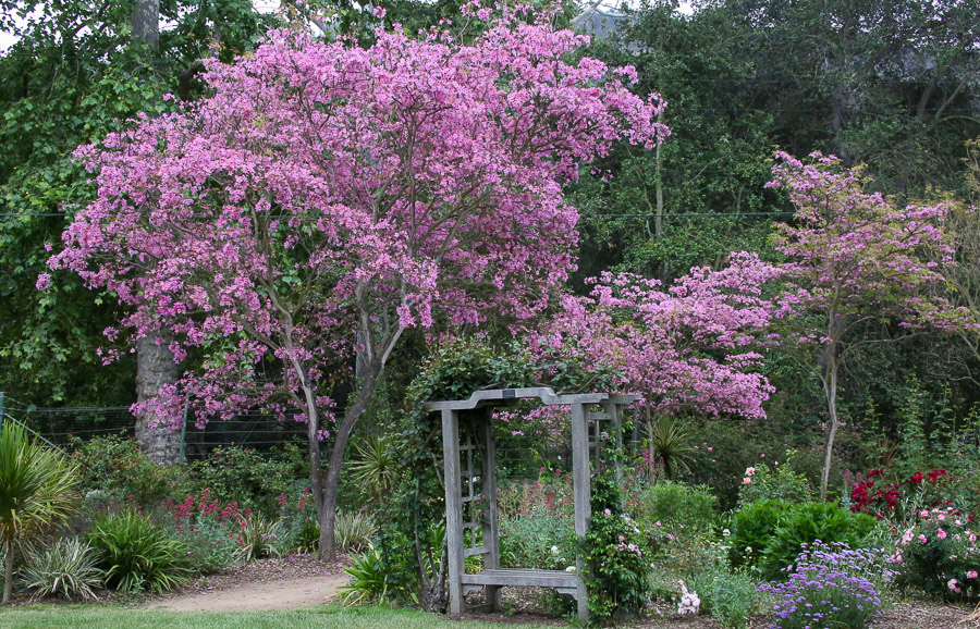 Trumpet trees