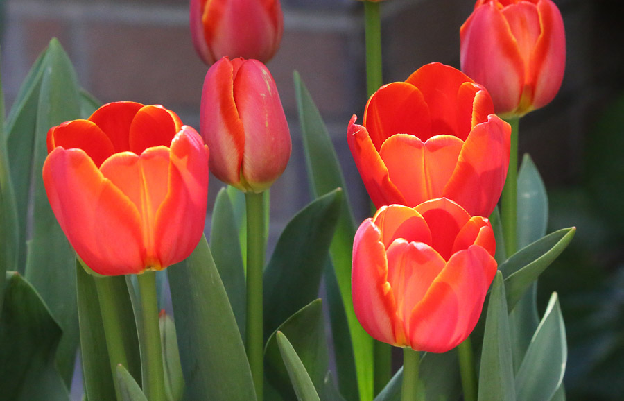 Tulips