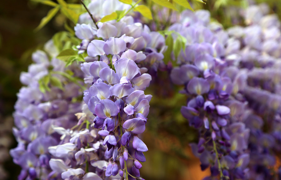 Wisteria