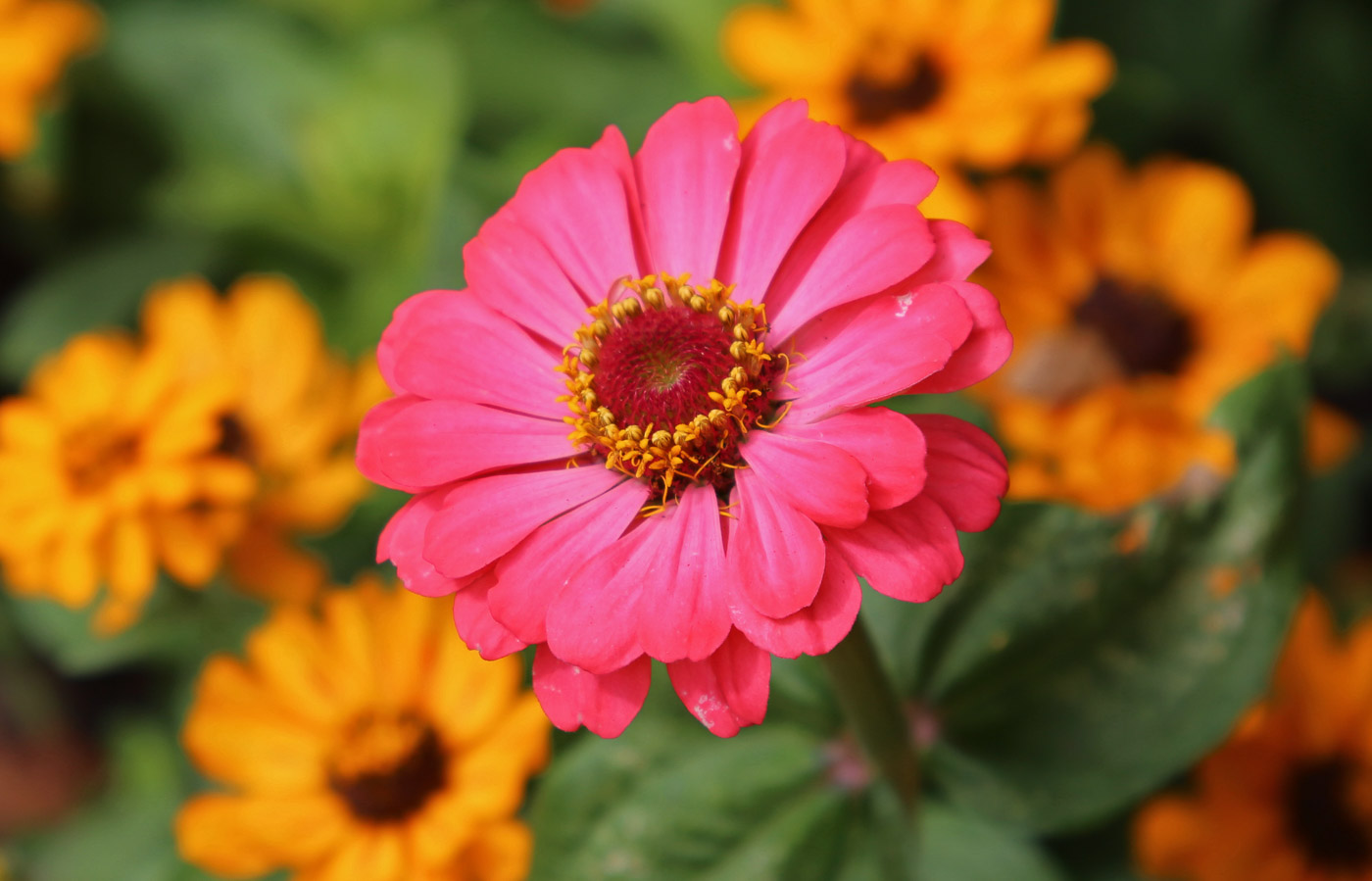 Zinnia