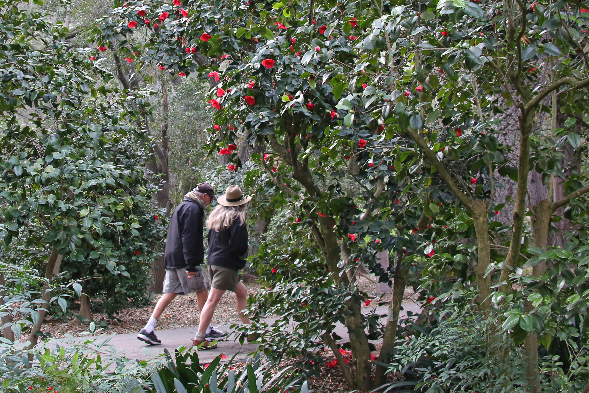 Experience Tonalism: dublab's late night ambient music happening at  Descanso Gardens