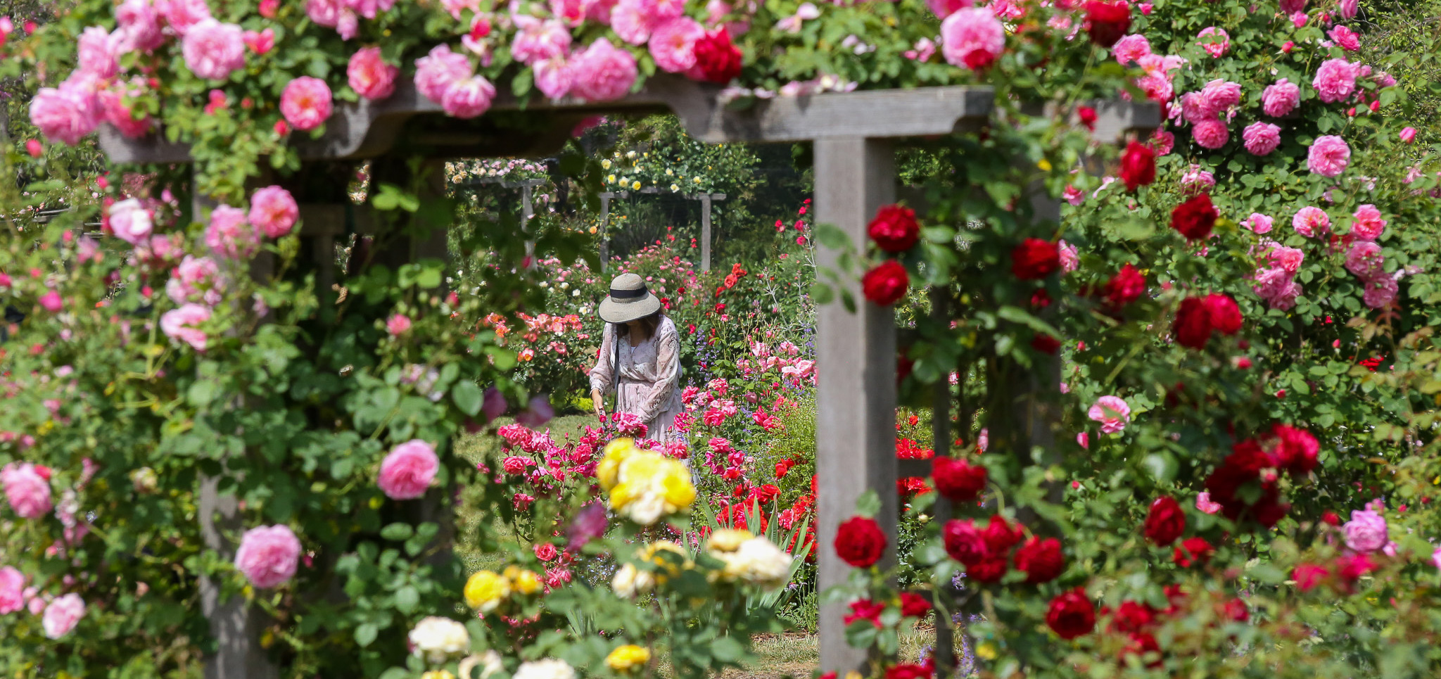 Rose Garden - Descanso Gardens