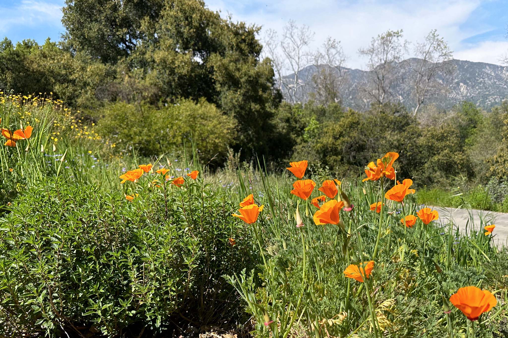 california native garden tour