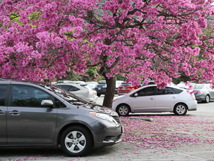 Parking Lot Redesign