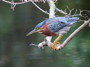 Stormwater Capture Project