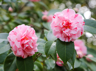 Camellia Strolling Garden