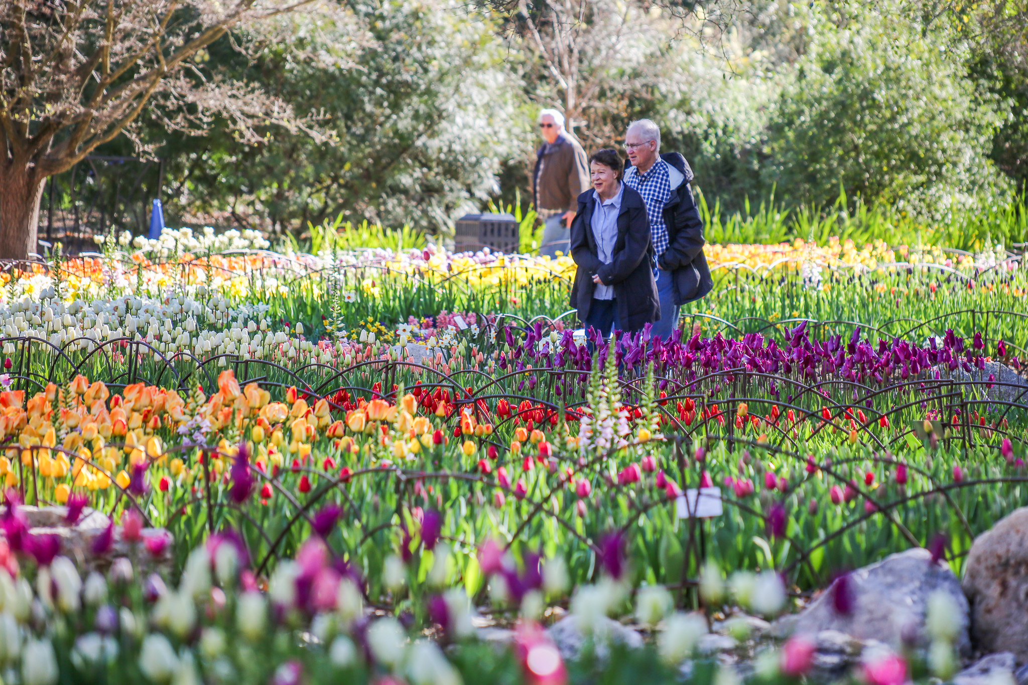 Couple walks through a field of colorful tulips.